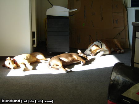 Bullterrier Hunde Foto 26723 in höherer Auflösung ansehen Bullterrier Siesta an der Sonne