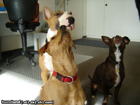 Bullterrier Hunde Foto 26721 in höherer Auflösung ansehen Bullterrier Was gibts den hier oben?