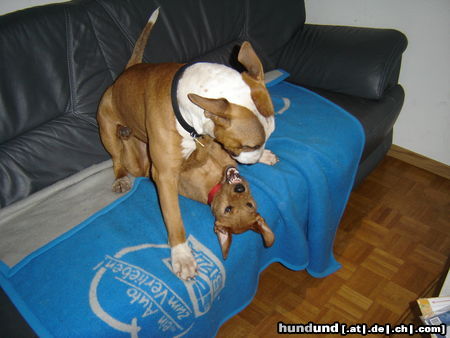 Bullterrier Hunde Foto 26724 in höherer Auflösung ansehen Bullterrier Wer ist stärker?