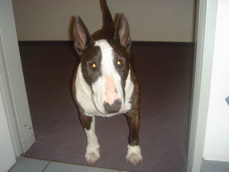 Bullterrier Hunde Foto 34862 in höherer Auflösung ansehen Bullterrier Mein bester Freund geb.13.10.1992 und immer noch fit