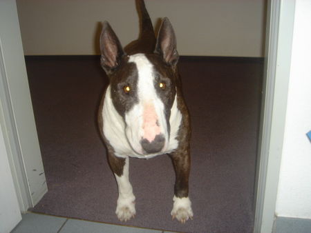 Bullterrier Mein bester Freund geb.13.10.1992 und immer noch fit