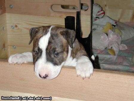 Bullterrier Hunde Foto 25725 in höherer Auflösung ansehen Bullterrier Apollo (A-Wurf)