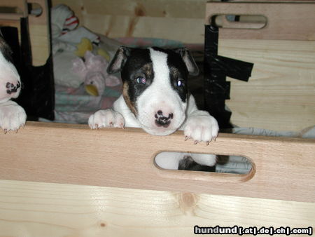 Bullterrier Hunde Foto 25726 in höherer Auflösung ansehen Bullterrier Aramis (A-Wurf)