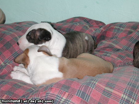 Bullterrier Hunde Foto 25739 in höherer Auflösung ansehen Bullterrier Welpe B-Wurf