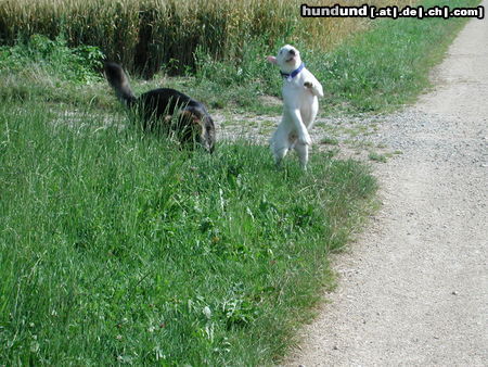 Bullterrier Duke beim tanzen