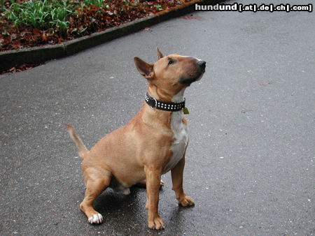 Bullterrier Hunde Foto 26041 in höherer Auflösung ansehen Bullterrier unser Freund Zeus