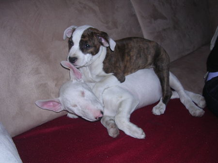 Bullterrier Hunde Foto 31323 in höherer Auflösung ansehen Bullterrier Emma - (Bulli) u. Sira