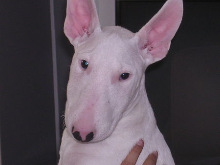 Bullterrier Hunde Foto 31842 in höherer Auflösung ansehen Bullterrier Emilie