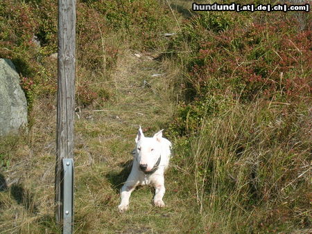 Bullterrier Hunde Foto 26407 in höherer Auflösung ansehen Bullterrier Das ist mein Kürzlich Verstorbener Bully Namens