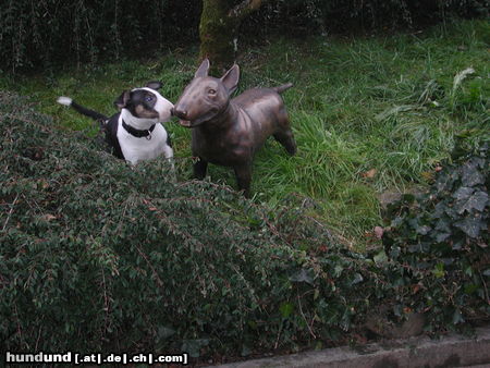 Bullterrier Hunde Foto 25729 in höherer Auflösung ansehen Bullterrier Aramis uppss doch nicht echt