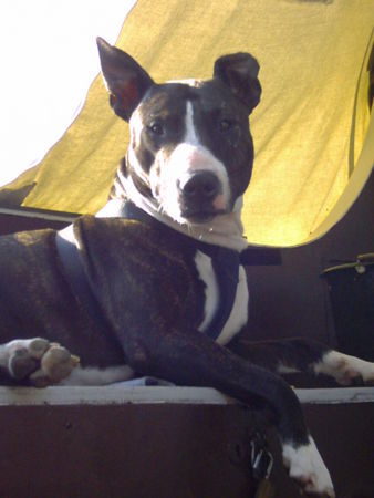 Bullterrier Hunde Foto 33738 in höherer Auflösung ansehen Bullterrier Mein Bulli ODIN mit nem kaputten Ohr(Arztpfusch)