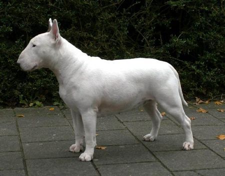 Bullterrier Hunde Foto 27725 Bullterrier Dolcediva at Stormbandit's