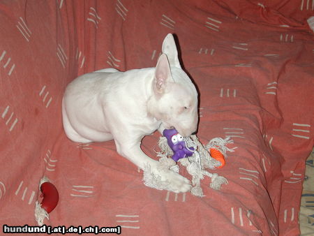 Bullterrier Hunde Foto 25702 in höherer Auflösung ansehen Bullterrier gerade am Sielsachen kaputt machen