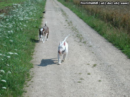 Bullterrier Hunde Foto 25701 in höherer Auflösung ansehen Bullterrier Pewee u. Duke beim Spaziergang