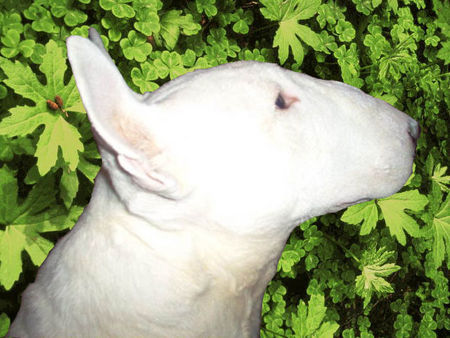 Bullterrier Hunde Foto 27684 Bullterrier Green, I love you green.
