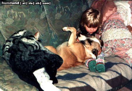 Bullterrier Hunde Foto 8813 Bullterrier Kuscheln ist doch sooo schön