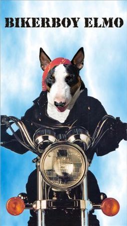 Bullterrier Hunde Foto 33691 Bullterrier Ich bin ein Motorfan !
