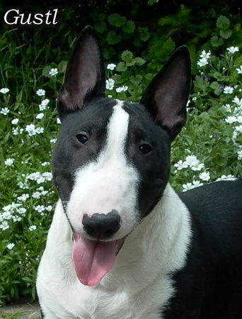 Bullterrier Unschulds(b)engel ?!