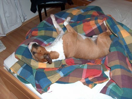 Bullterrier Hunde Foto 35416 in höherer Auflösung ansehen Bullterrier Gringo