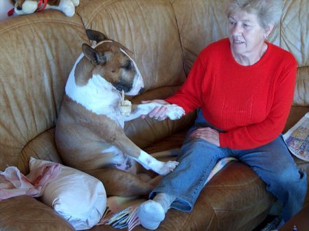 Bullterrier Gringo beim rauchen....