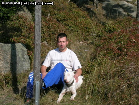 Bullterrier Hunde Foto 26408 Bullterrier Das ist mein Kürzlich Verstorbener Bully Namens \