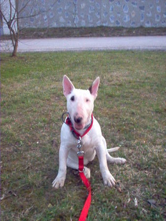 Bullterrier Hunde Foto 27683 in höherer Auflösung ansehen Bullterrier My nose is nice.