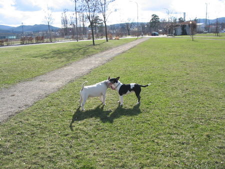 Bullterrier Hunde Foto 30750 in höherer Auflösung ansehen Bullterrier Luna&Yankee 04/06