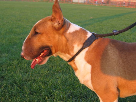 Bullterrier Hunde Foto 27682 in höherer Auflösung ansehen Bullterrier My nose is nice.