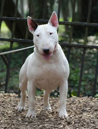 Bullterrier Hunde Foto 33256 in höherer Auflösung ansehen Bullterrier Dolcediva at Stormbandit's