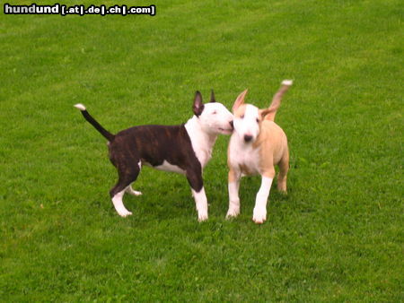 Bullterrier Hunde Foto 25731 in höherer Auflösung ansehen Bullterrier Welpen vom B-Wurf beim Treff