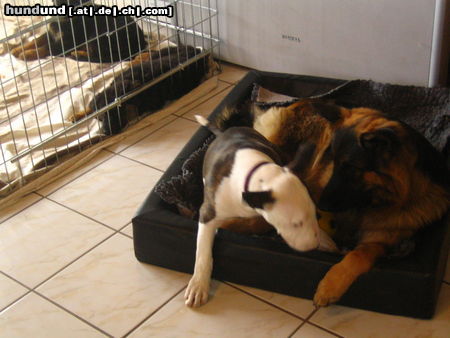 Bullterrier Hunde Foto 26035 in höherer Auflösung ansehen Bullterrier Basco auf Besuch beim Züchter mit Face