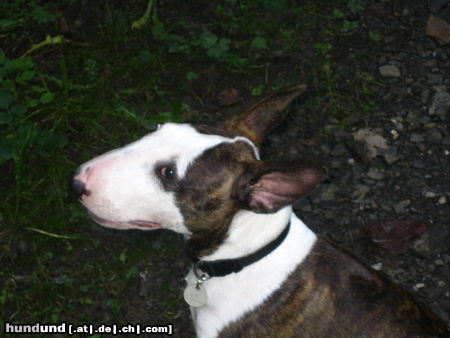 Bullterrier Hunde Foto 26036 in höherer Auflösung ansehen Bullterrier Bonita B-Wurf Pewee