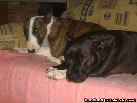 Bullterrier Hunde Foto 26043 in höherer Auflösung ansehen Bullterrier Pewee und Spike (Pit-xBulli-Mix) am Dösen