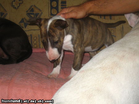 Bullterrier Hunde Foto 26044 in höherer Auflösung ansehen Bullterrier Bullihündin 9 Wochen u.neuer Zuwachs