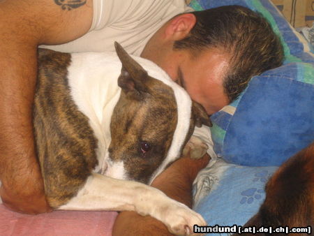 Bullterrier Hunde Foto 26045 in höherer Auflösung ansehen Bullterrier Pewee am Dösen und Kuscheln