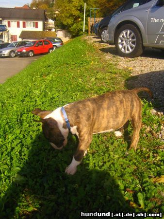 Bullterrier Hunde Foto 26344 in höherer Auflösung ansehen Bullterrier Virginia
