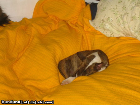 Bullterrier Hunde Foto 26345 in höherer Auflösung ansehen Bullterrier Virginia auf Polstergruppe am schlafen, will nicht gestört werden
