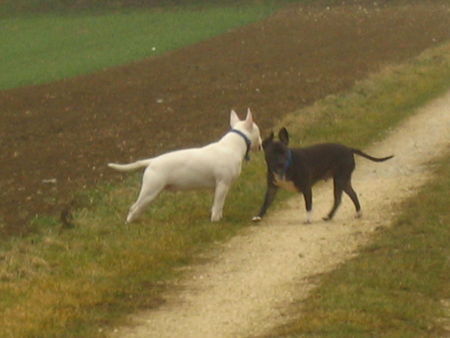 Bullterrier Hunde Foto 28390 in höherer Auflösung ansehen Bullterrier Duke, Spike