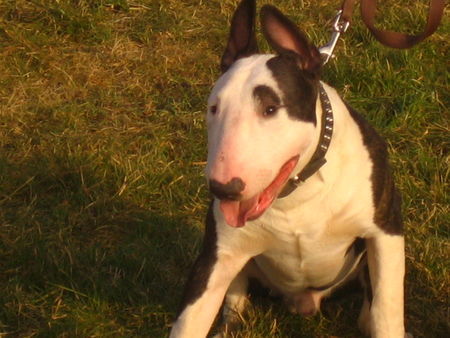 Bullterrier Hunde Foto 28510 in höherer Auflösung ansehen Bullterrier Brad
