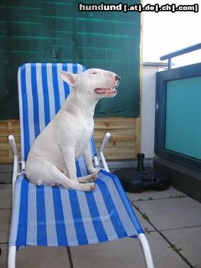 Bullterrier Hunde Foto 4038 Bullterrier Siradellas Ike - Sonnen ist doch das schönste