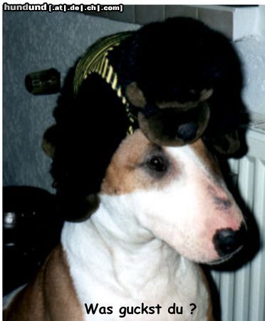 Bullterrier Hunde Foto 8814 Bullterrier ich glaub, mich laust der Affe
