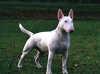 Bullterrier Hunde Foto 943 Bullterrier Sovereign`s Ablaze Destiny