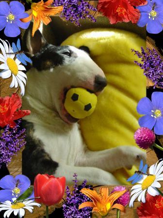 Bullterrier Hunde Foto 33258 in höherer Auflösung ansehen Bullterrier Jenna