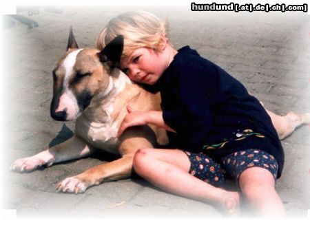 Bullterrier Hunde Foto 8323 Bullterrier Kampfschmuser Elli & Freundin