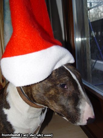 Bullterrier Hunde Foto 9292 Bullterrier Momolaus