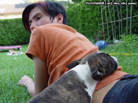 Bullterrier Hunde Foto 3938 Bullterrier Bitte immer mit Kontakt! Momo und ich
