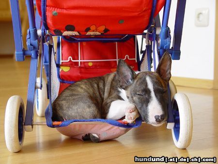 Bullterrier Hunde Foto 3937 Bullterrier Momo im Puppenwagen (8Wochen alt)