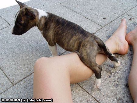 Bullterrier pole position...wenn eins der kinder kommt dann..lauf ich mit...!