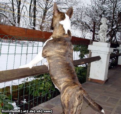 Bullterrier Hunde Foto 10319 Bullterrier Katze?? WO???