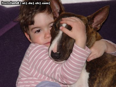 Bullterrier Hunde Foto 10317 Bullterrier ..zwei Herzchen!